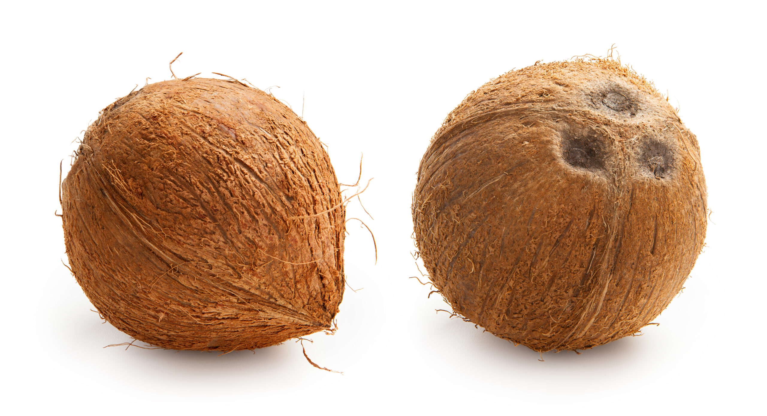 Coconut Brown (Husked)