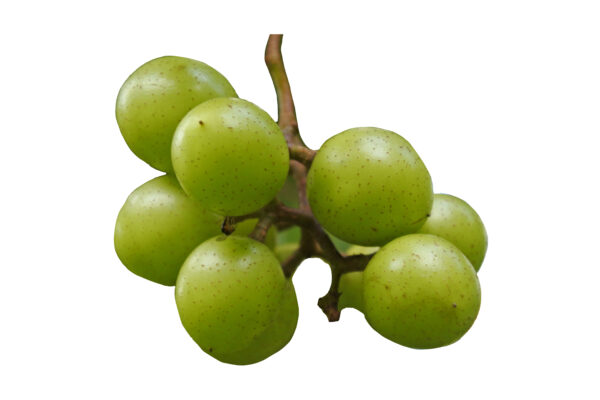 Scuppernong Grapes