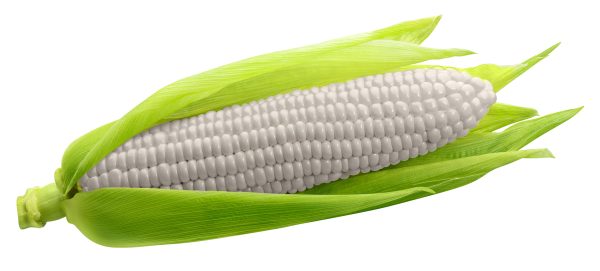 White Corn