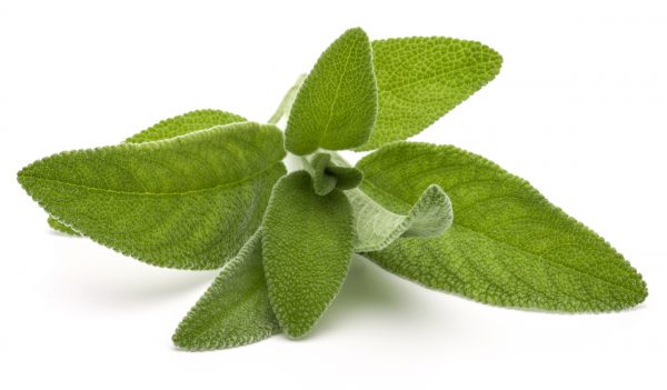 Sage