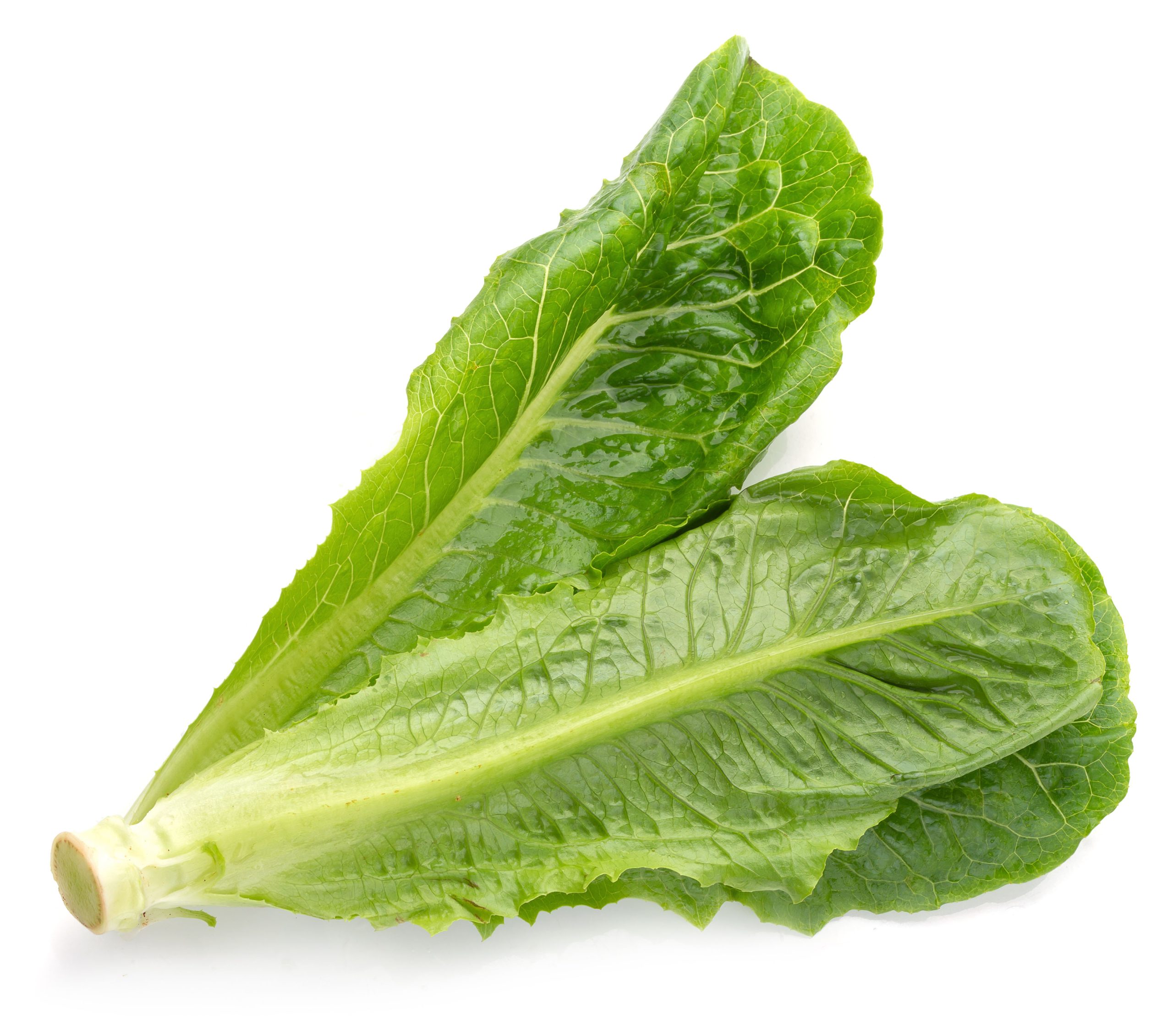 Romaine