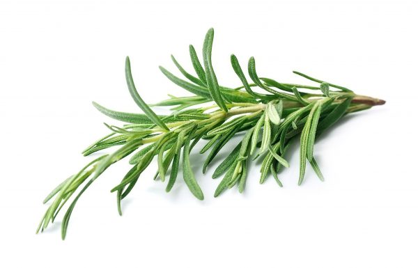 Rosemary