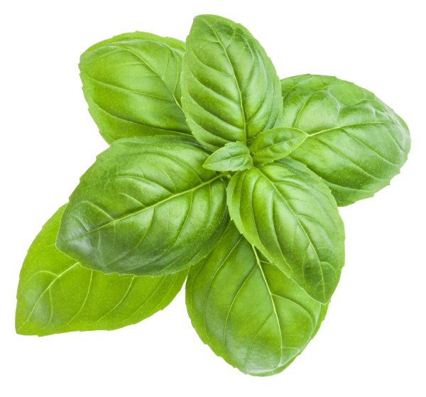 Basil