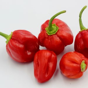 Chile - Scotch Bonnet Pepper