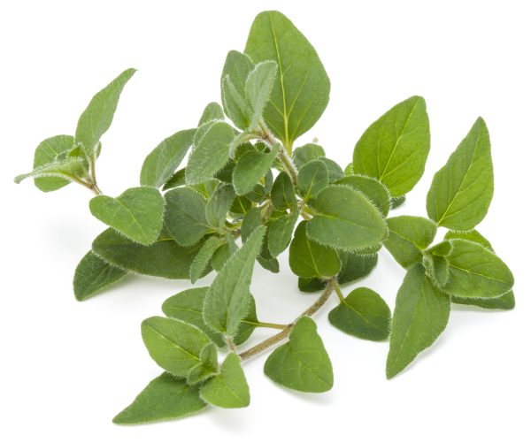 Marjoram