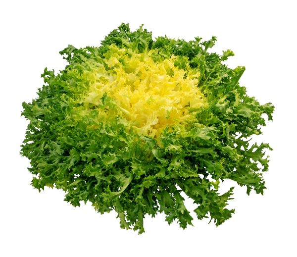 Chicory / Frisee