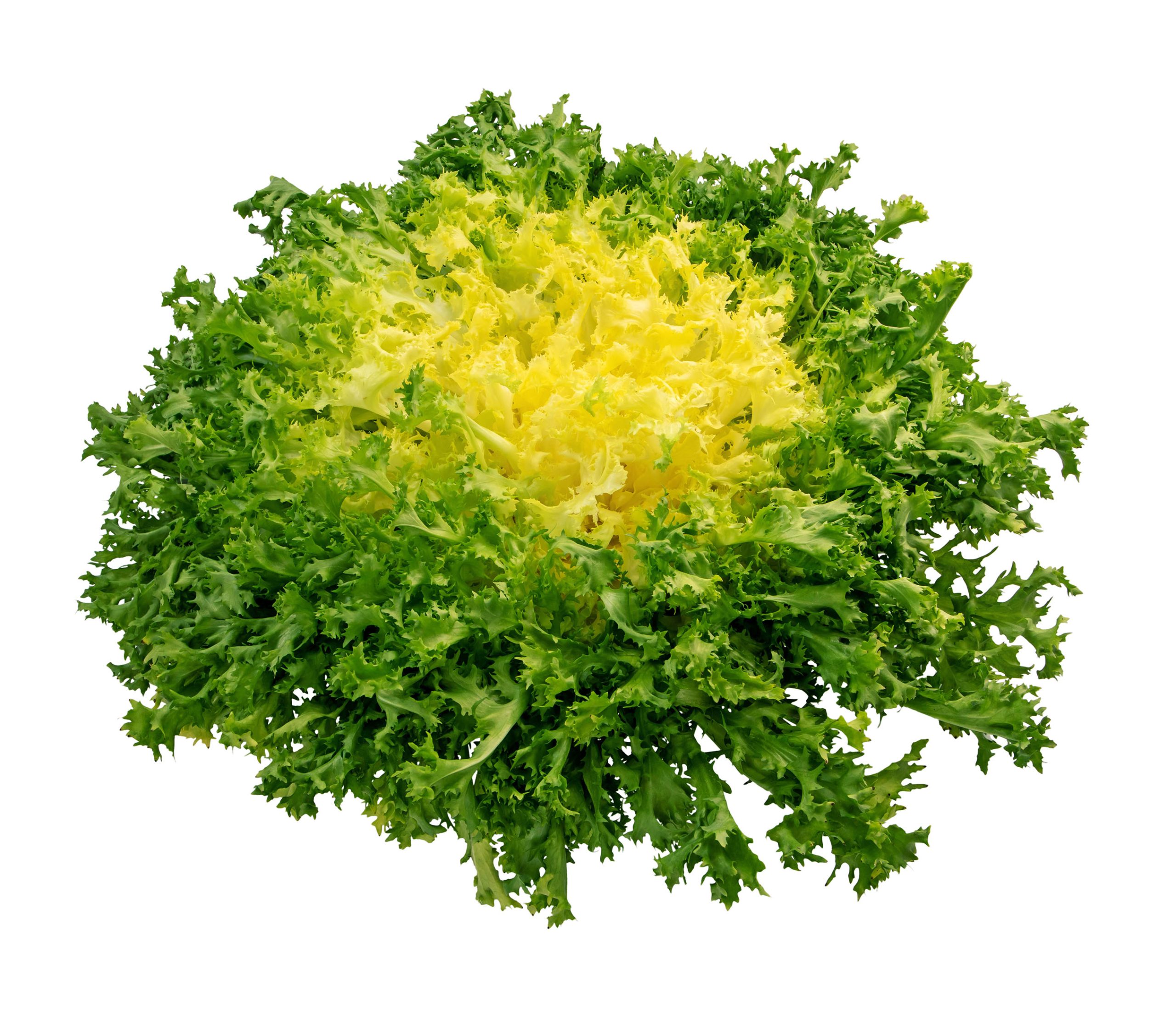 Chicory / Frisee