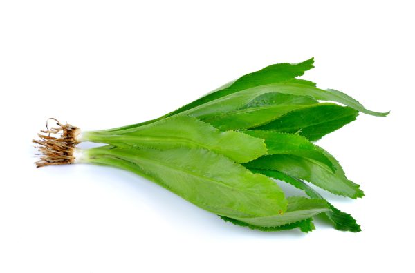 Culantro