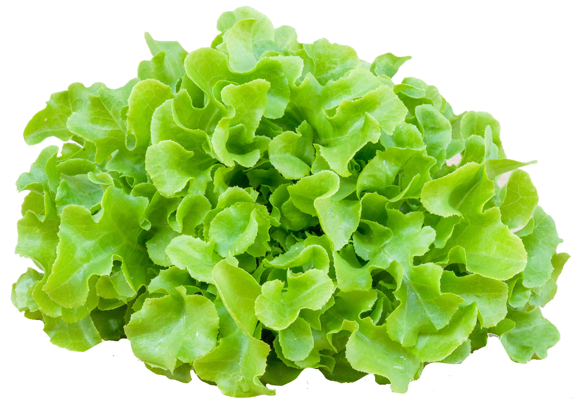 Oak Baby Green
